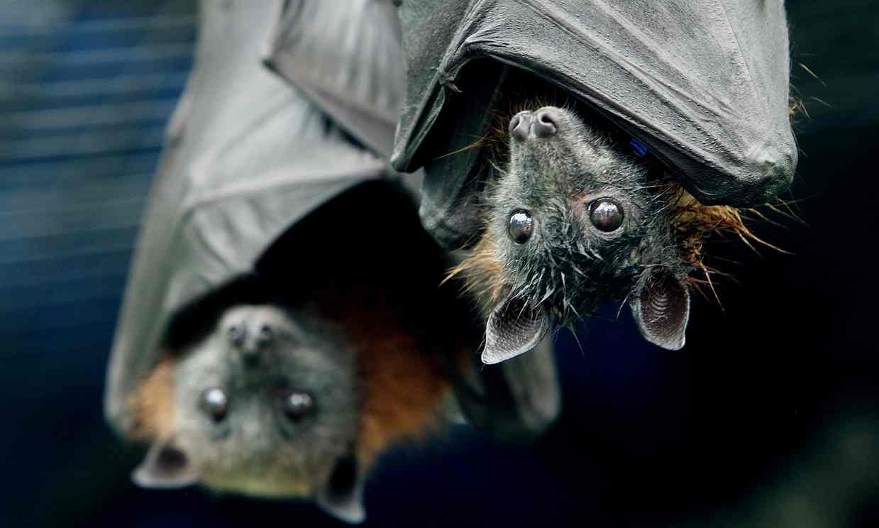  Modern threats to bats have both bat lovers and farmers concerned. Photograph: Liam Driver/Rex Feature