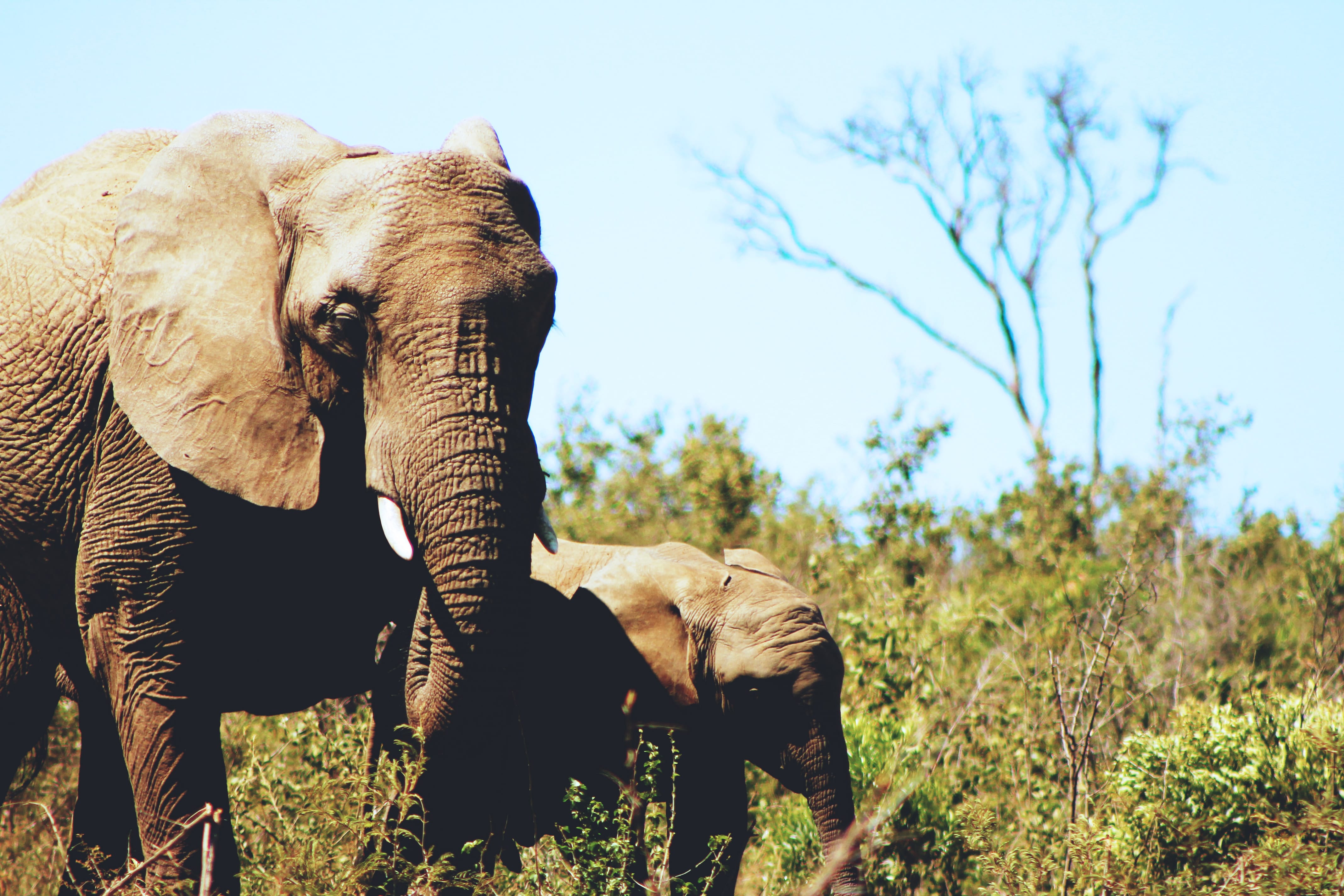 The ivory trade isn’t just a disaster for elephants. It threatens our future too