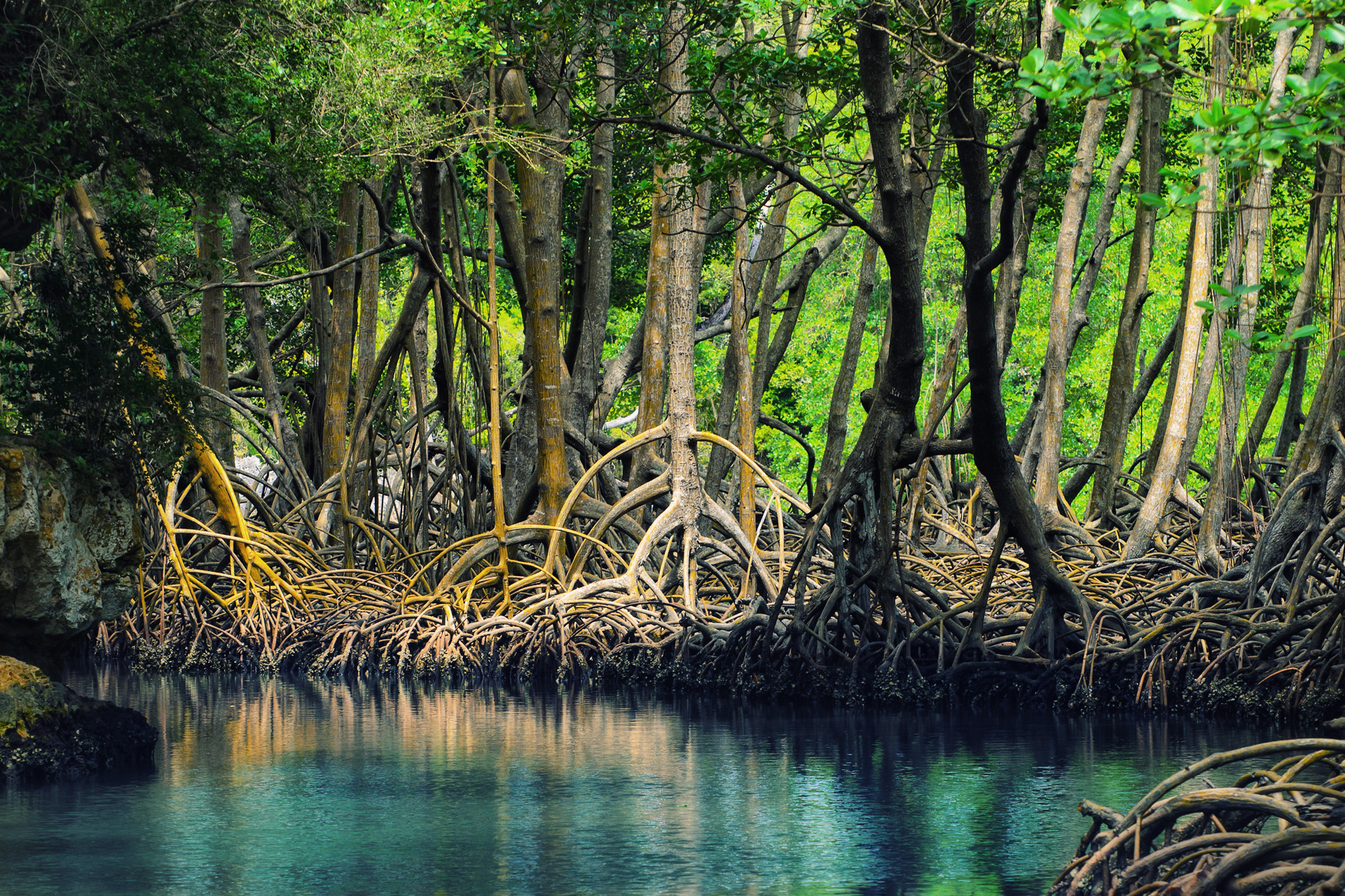 Dominican_republic_Los_Haitises_mangroves-deleted-3a0414f2fa1a4b1def31dcbed956120f