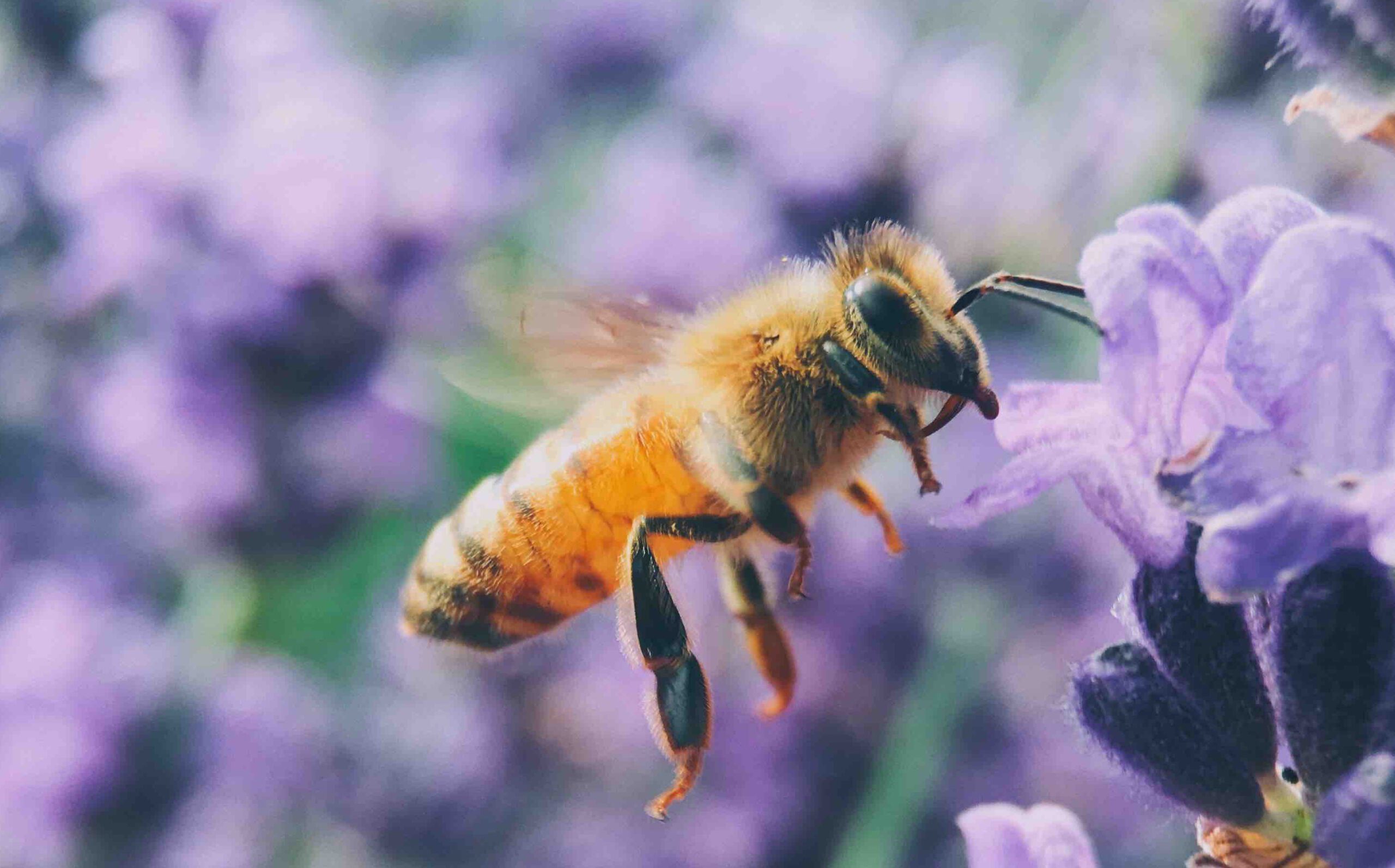 Пчела. Медоносная пчела. Пчелы летают. Пчела летит. Окраска тела пчелы