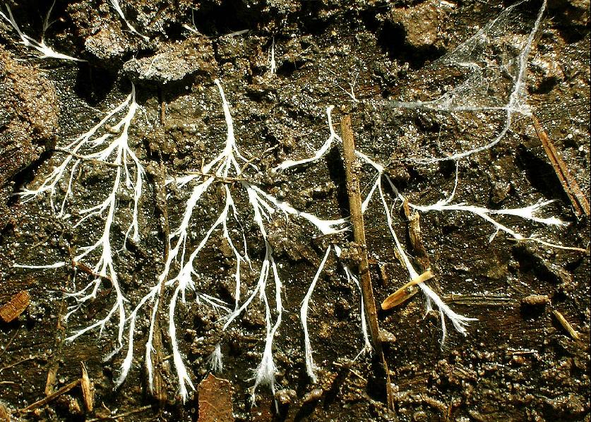 Soil Fungi May Help Determine the Resilience of Forests to