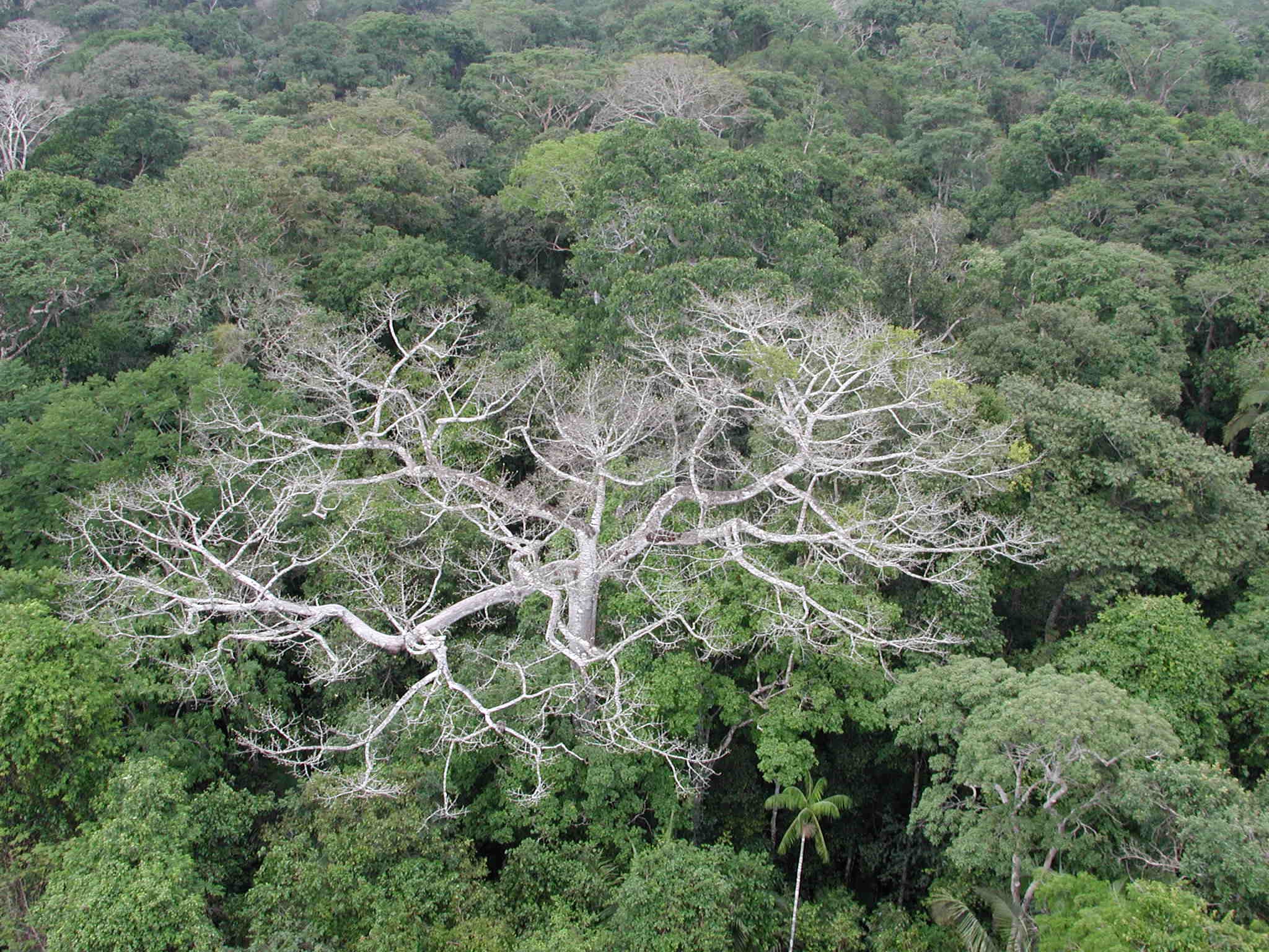 Бразилия леса деревья