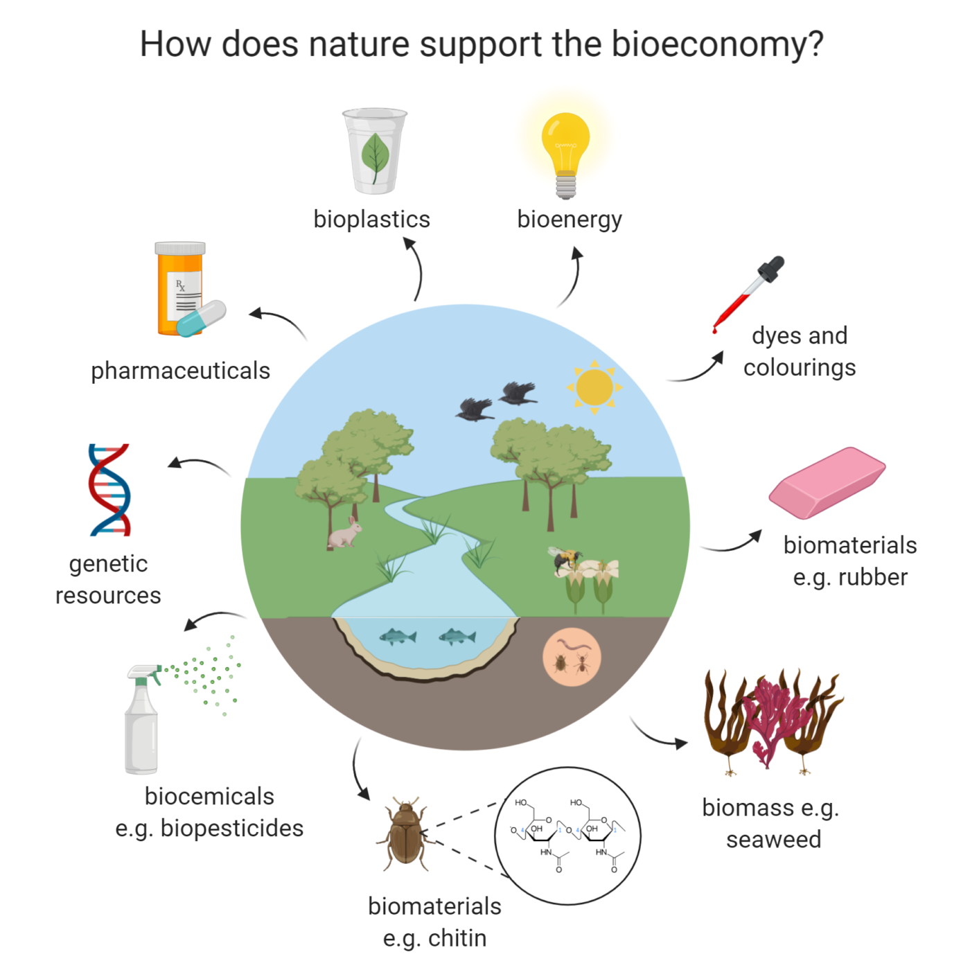 A Capitals Approach For A Sustainable Bioeconomy By Andrew Neill