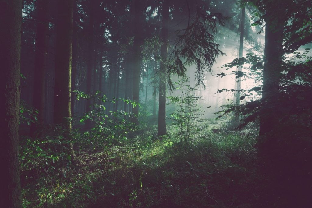 forest trees