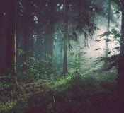 forest trees