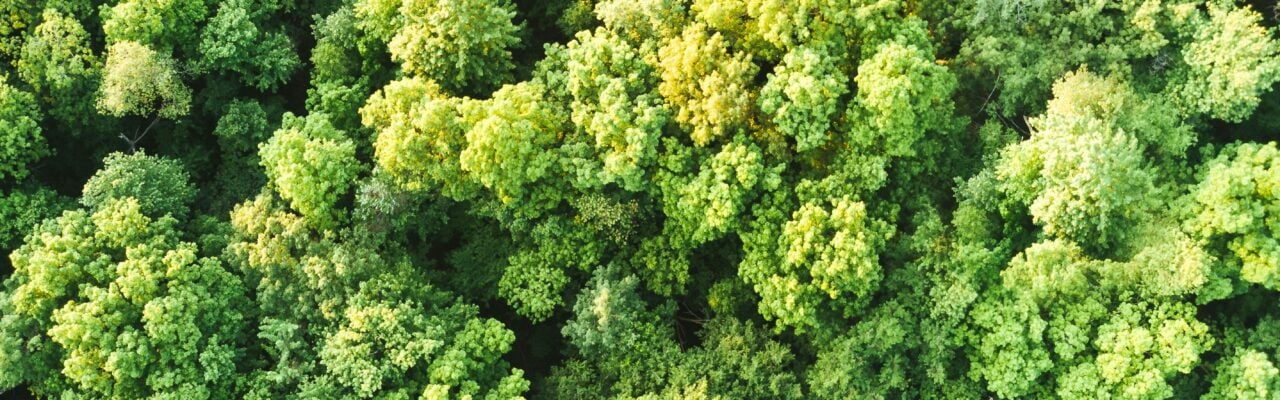 trees aerial