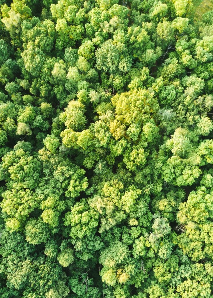 trees aerial