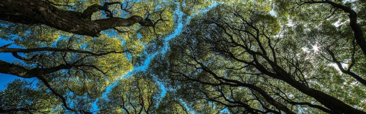 trees sky view